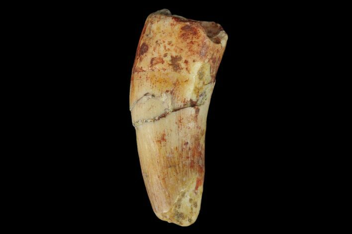 Fossil Phytosaur Tooth - New Mexico #133356
